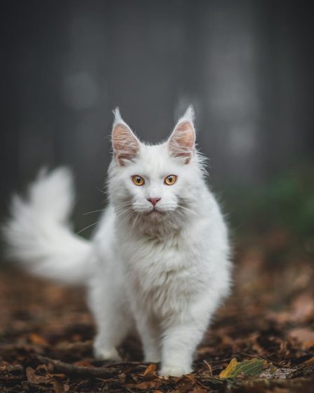 Come mettere il gatto nel trasportino