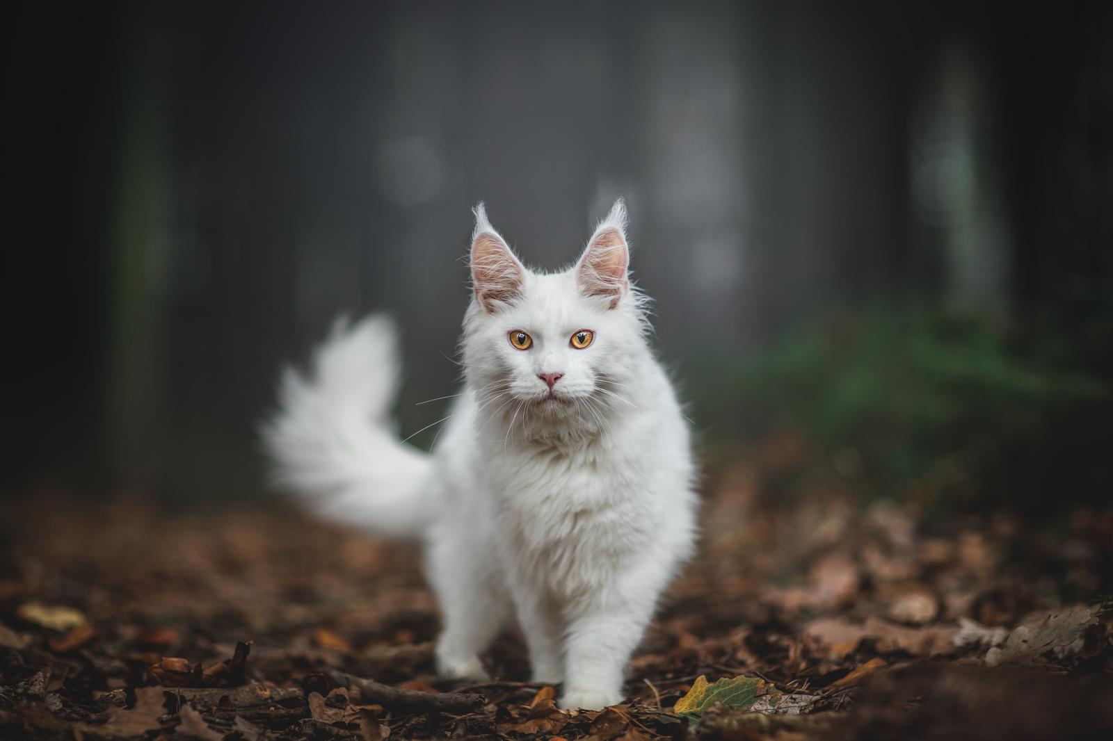 Come mettere il gatto nel trasportino