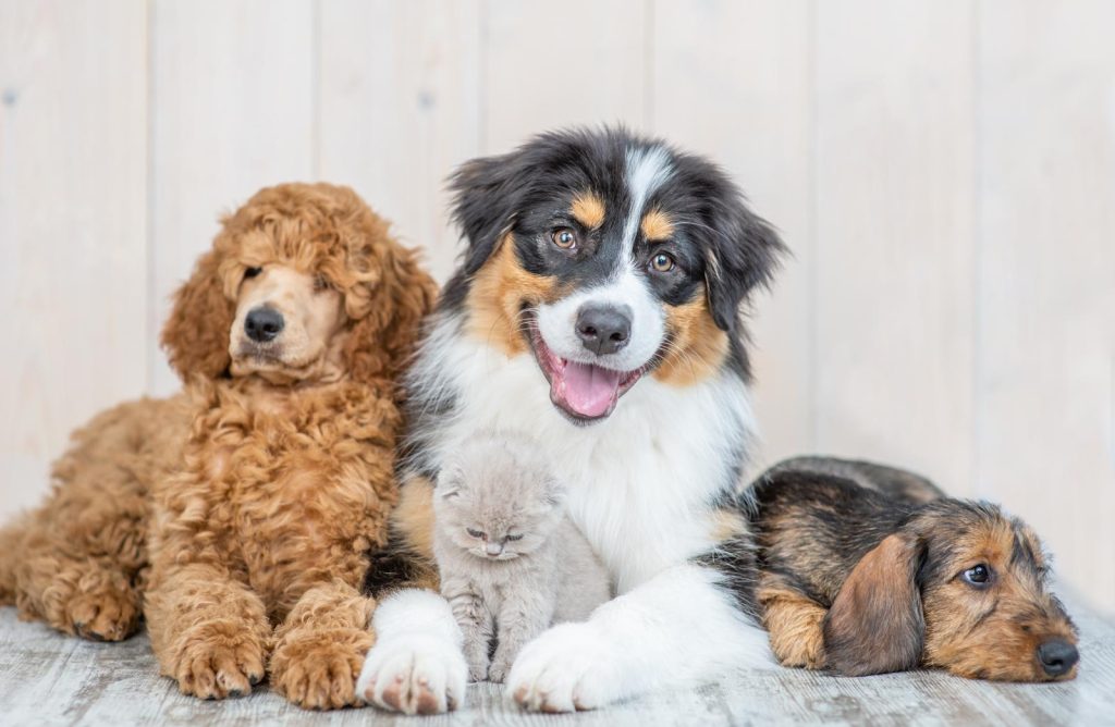 Come mettere la pettorina al cane