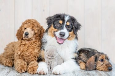 Come mettere la pettorina al cane