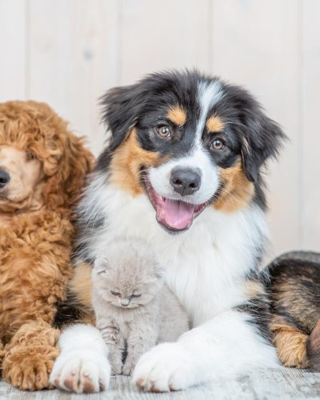 Come mettere la pettorina al cane