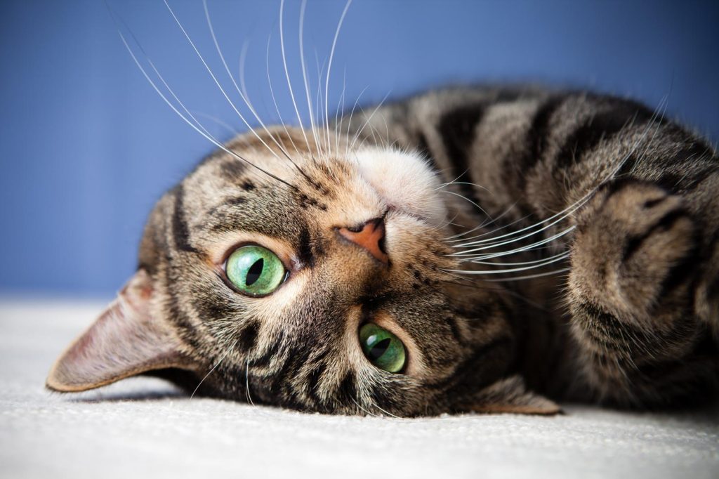 Come mettere la pettorina al gatto