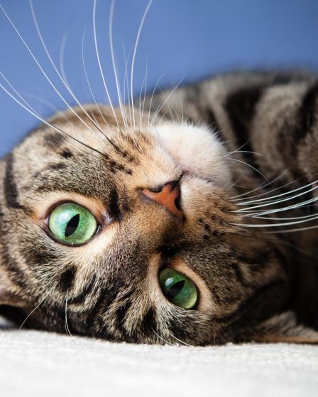Come mettere la pettorina al gatto