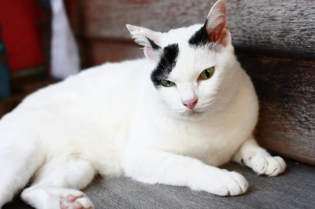 Come misurare la febbre al gatto