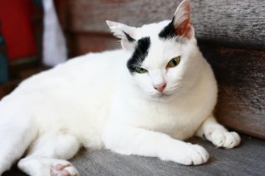 Come misurare la febbre al gatto