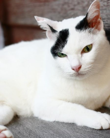 Come misurare la febbre al gatto