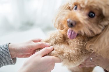Come non far abbaiare il cane in passeggiata