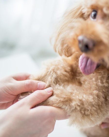Come non far abbaiare il cane in passeggiata