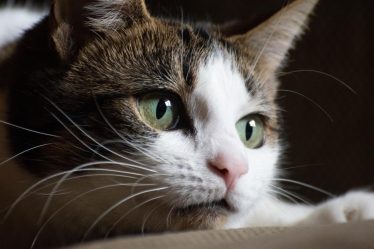Come non far fare la pipi al gatto
