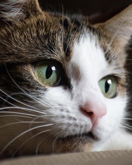 Come non far fare la pipi al gatto