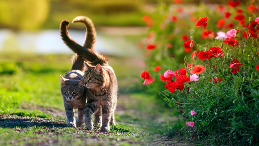 Come non far graffiare il divano al gatto