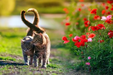 Come non far graffiare il divano al gatto