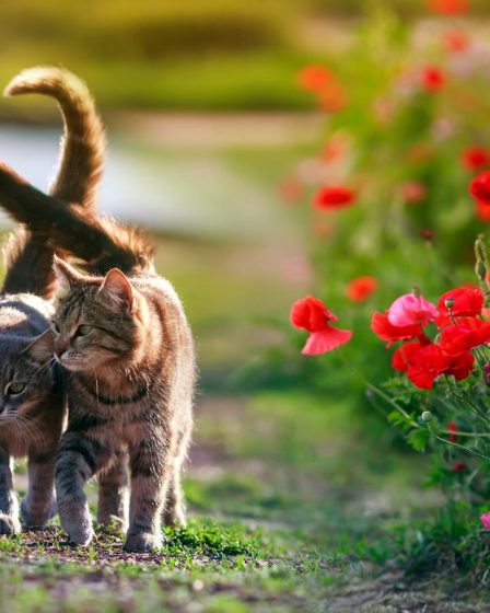 Come non far graffiare il divano al gatto