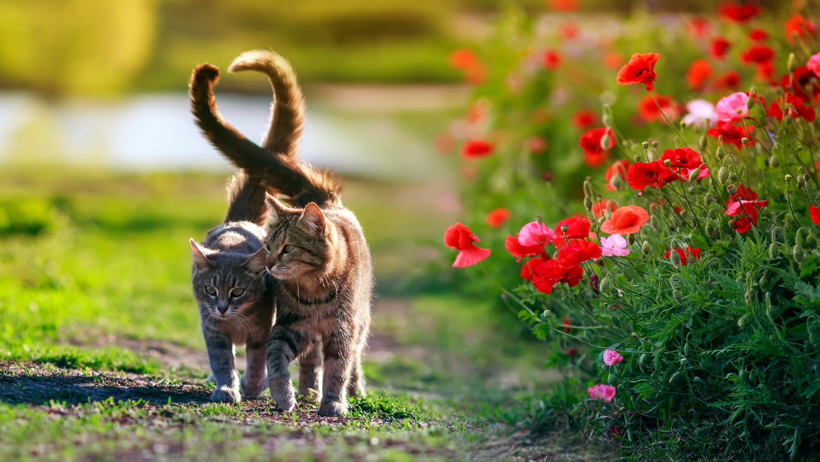 Come non far graffiare il divano al gatto