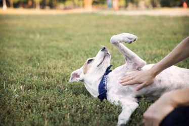 Come portare il cane in aereo