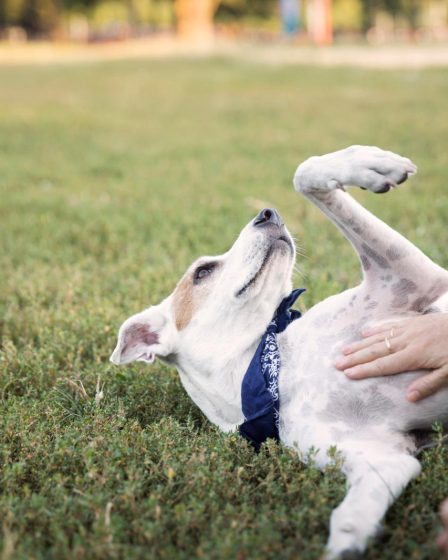 Come portare il cane in aereo