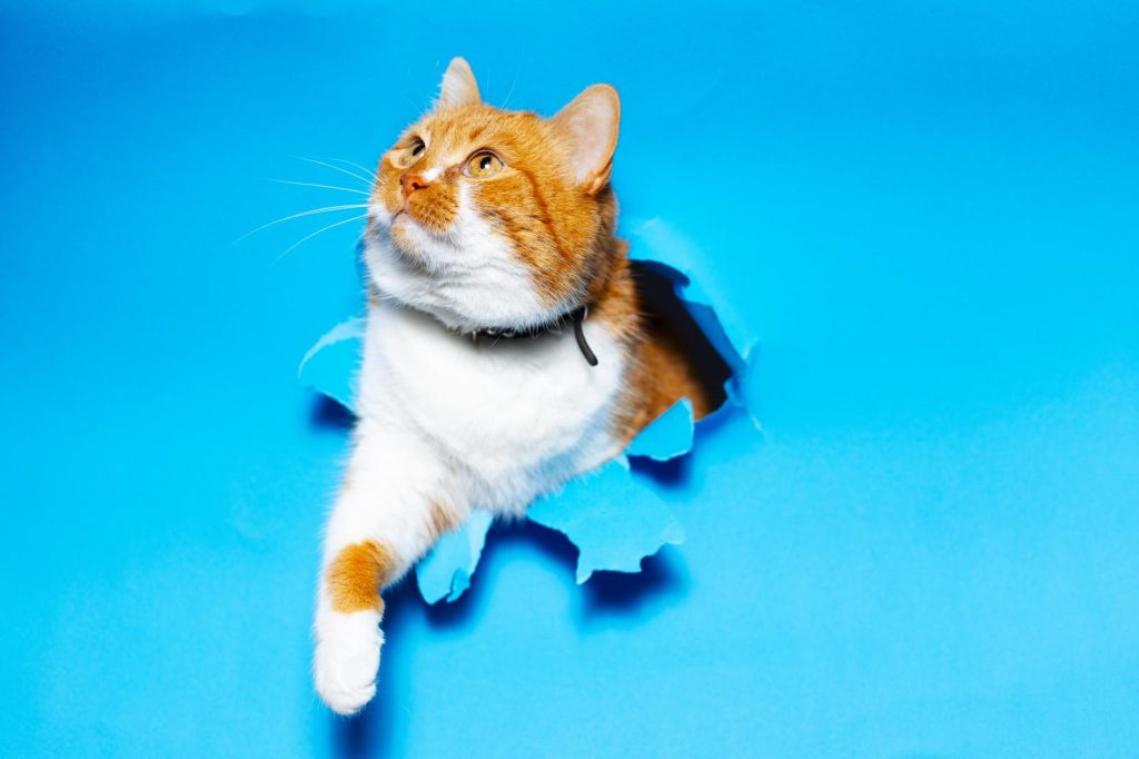 Come prendere in braccio un gatto