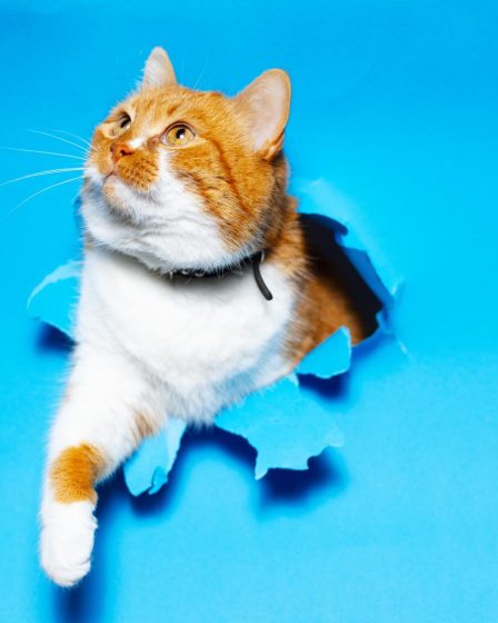 Come prendere in braccio un gatto