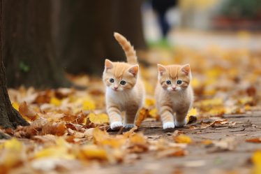 Come prendere un gatto