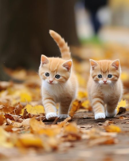 Come prendere un gatto