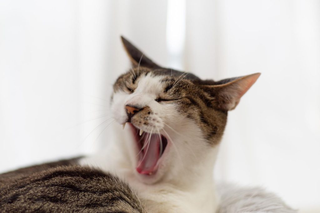 Come prendere un gatto randagio