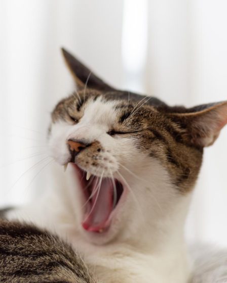 Come prendere un gatto randagio