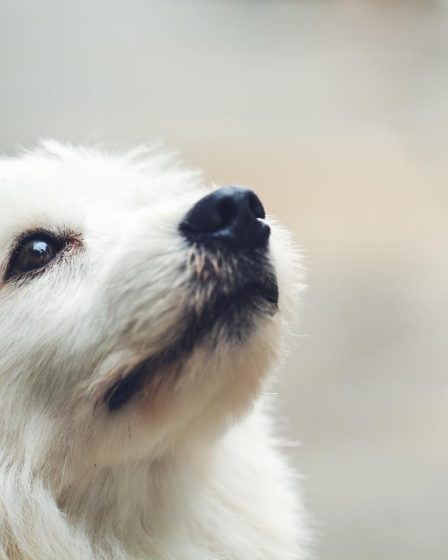 Come profumare il cane senza lavarlo