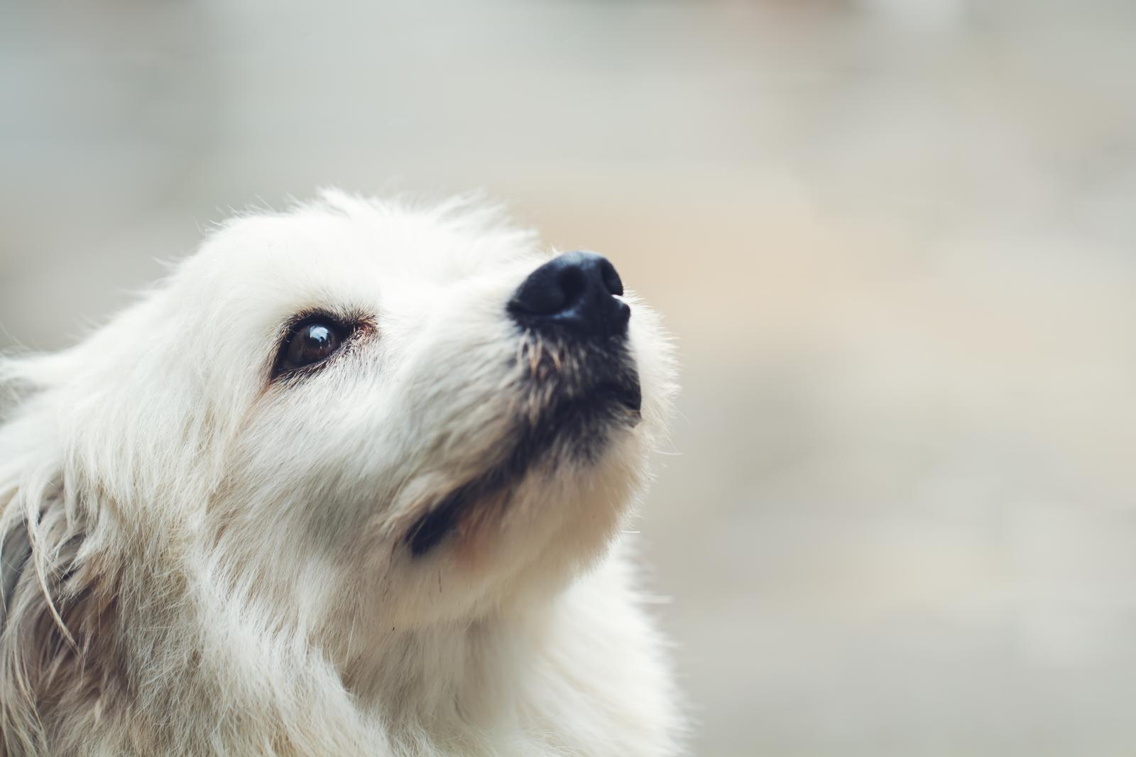Come profumare il cane senza lavarlo