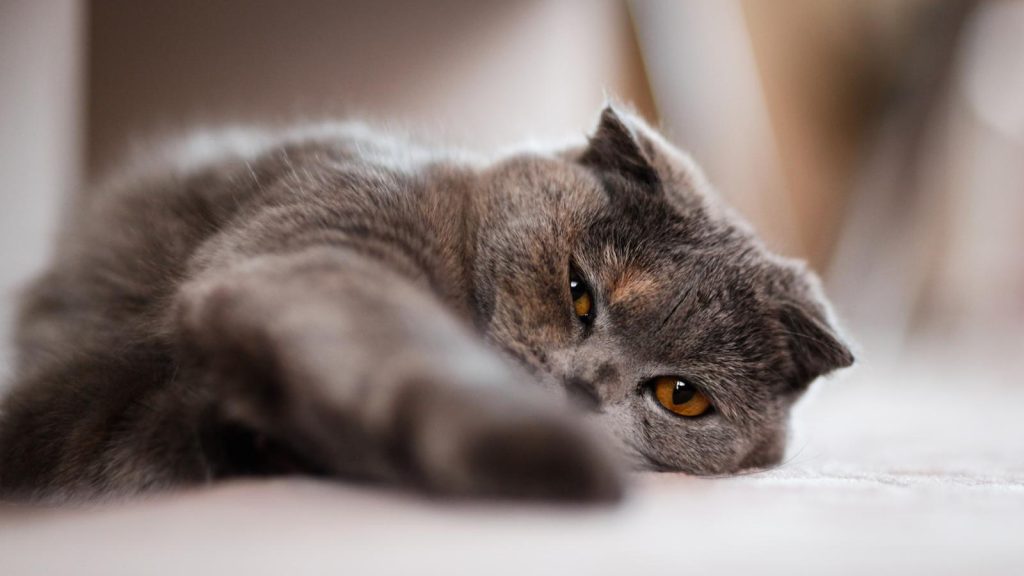 Come pulire gatto che puzza
