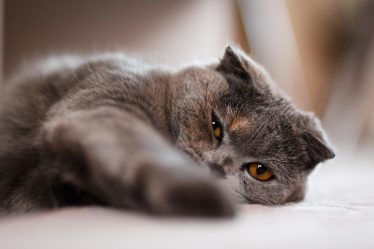 Come pulire gatto che puzza