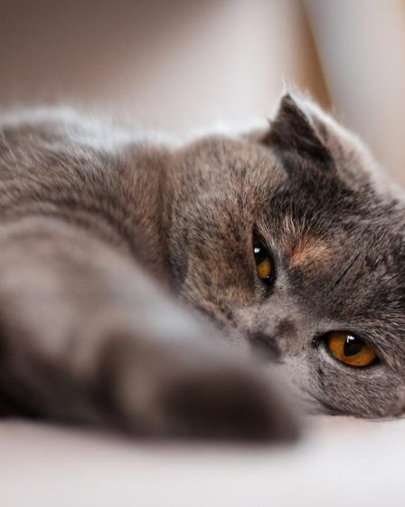 Come pulire gatto che puzza