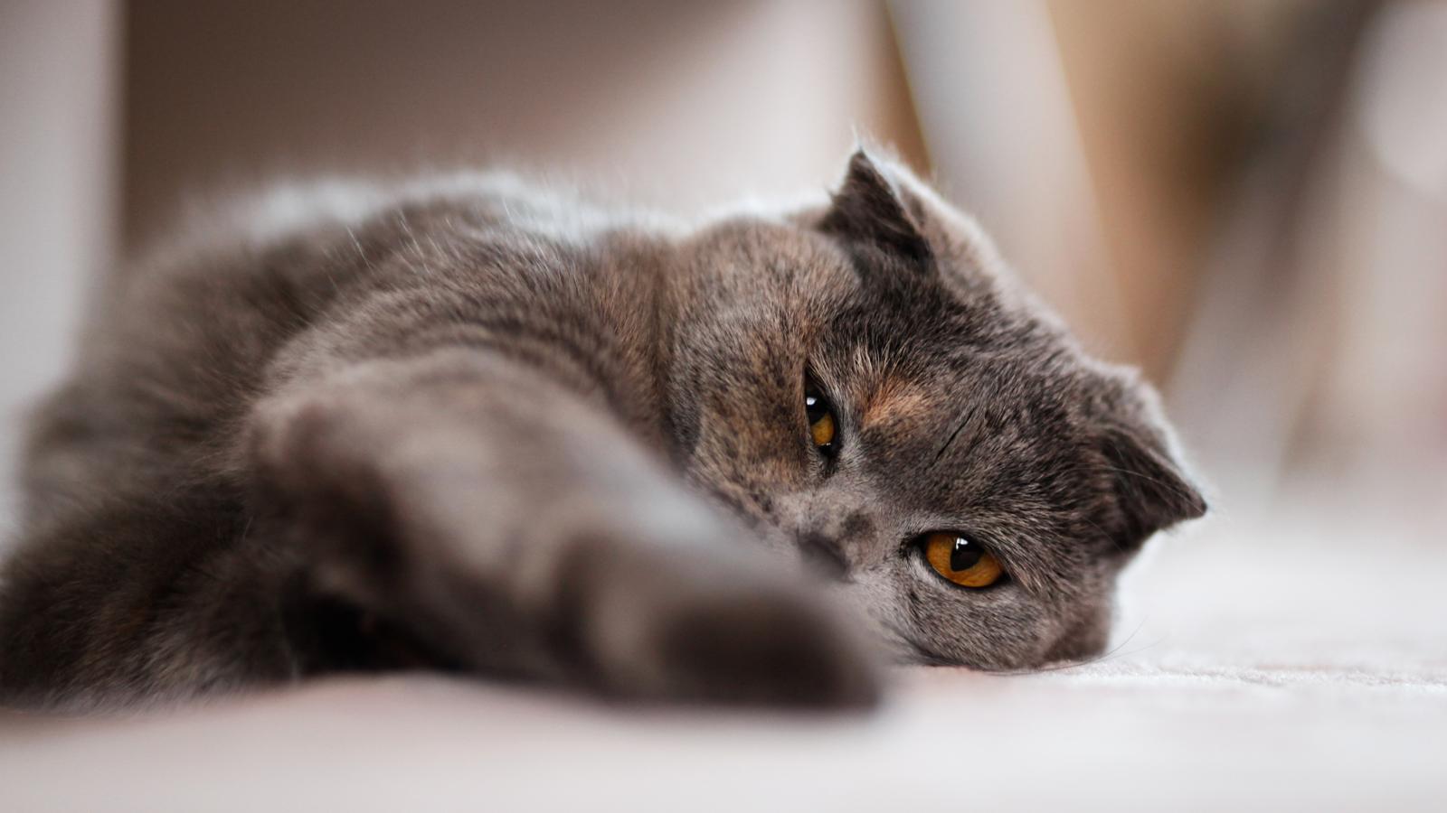 Come pulire gatto che puzza
