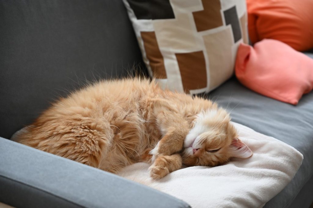 Come pulire gli occhi al gatto
