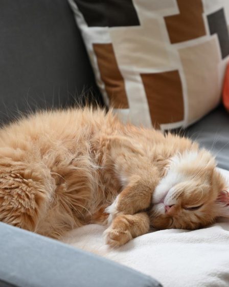 Come pulire gli occhi al gatto