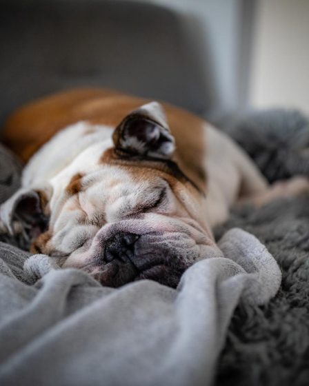 Come pulire il cane senza lavarlo