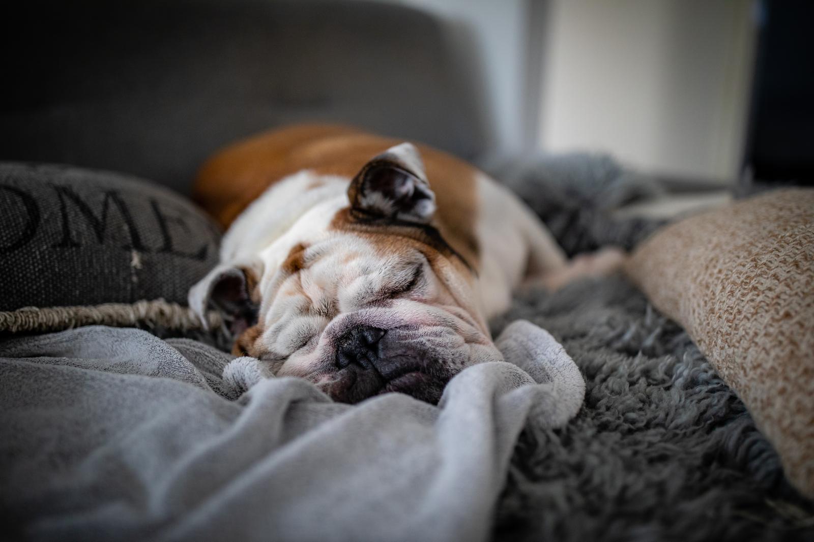 Come pulire il cane senza lavarlo