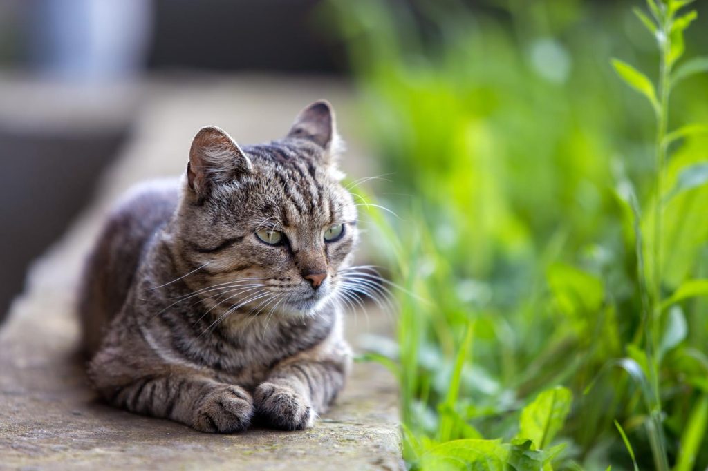 Come pulire il gatto