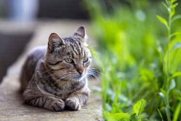 Come pulire il gatto