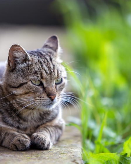 Come pulire il gatto
