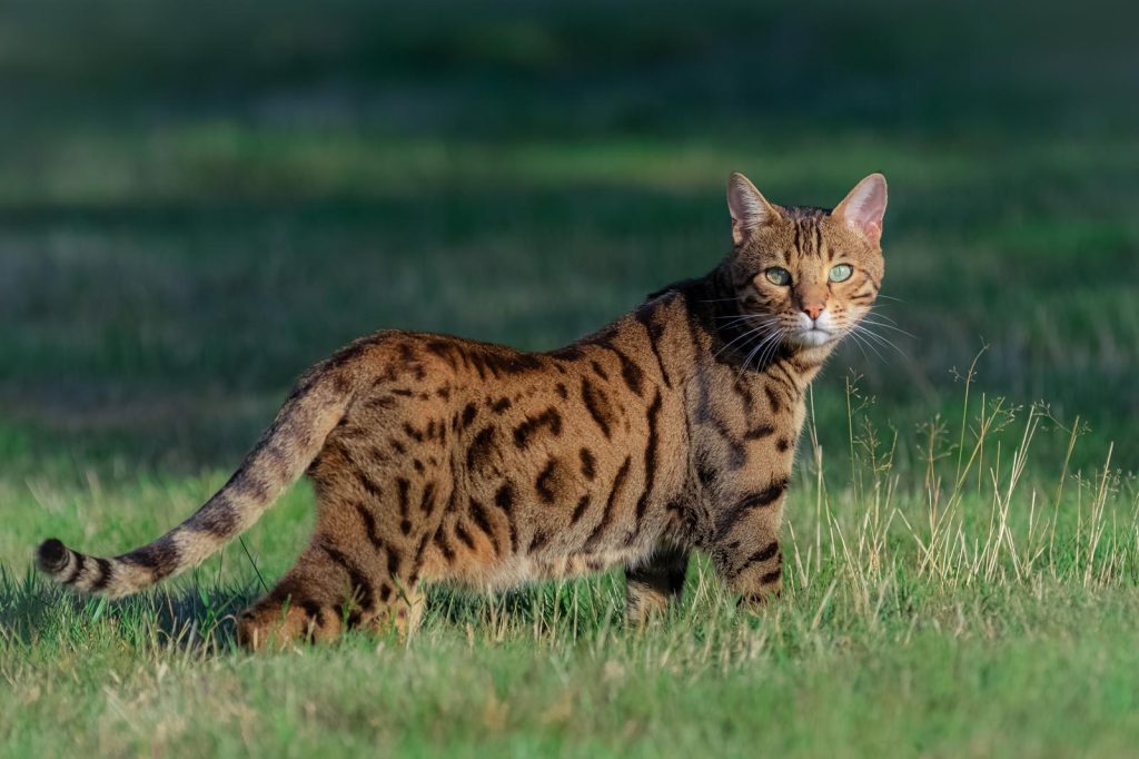 Come pulire la lettiera del gatto