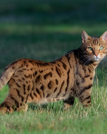 Come pulire la lettiera del gatto