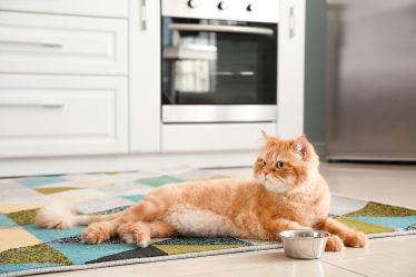 Come pulire la pipi di gatto