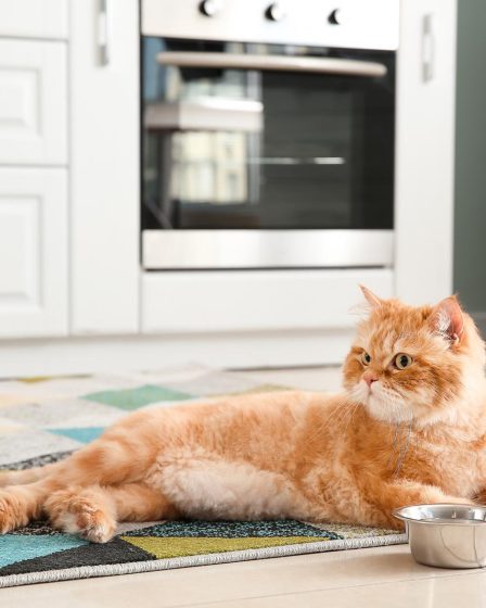 Come pulire la pipi di gatto