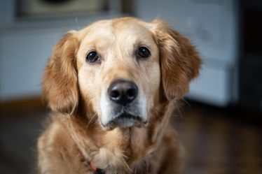 Come pulire le orecchie al cane