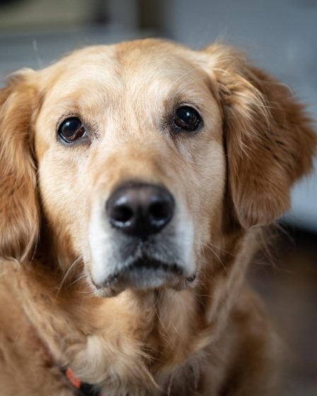 Come pulire le orecchie al cane