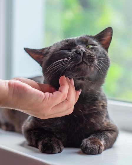 Come richiamare il gatto