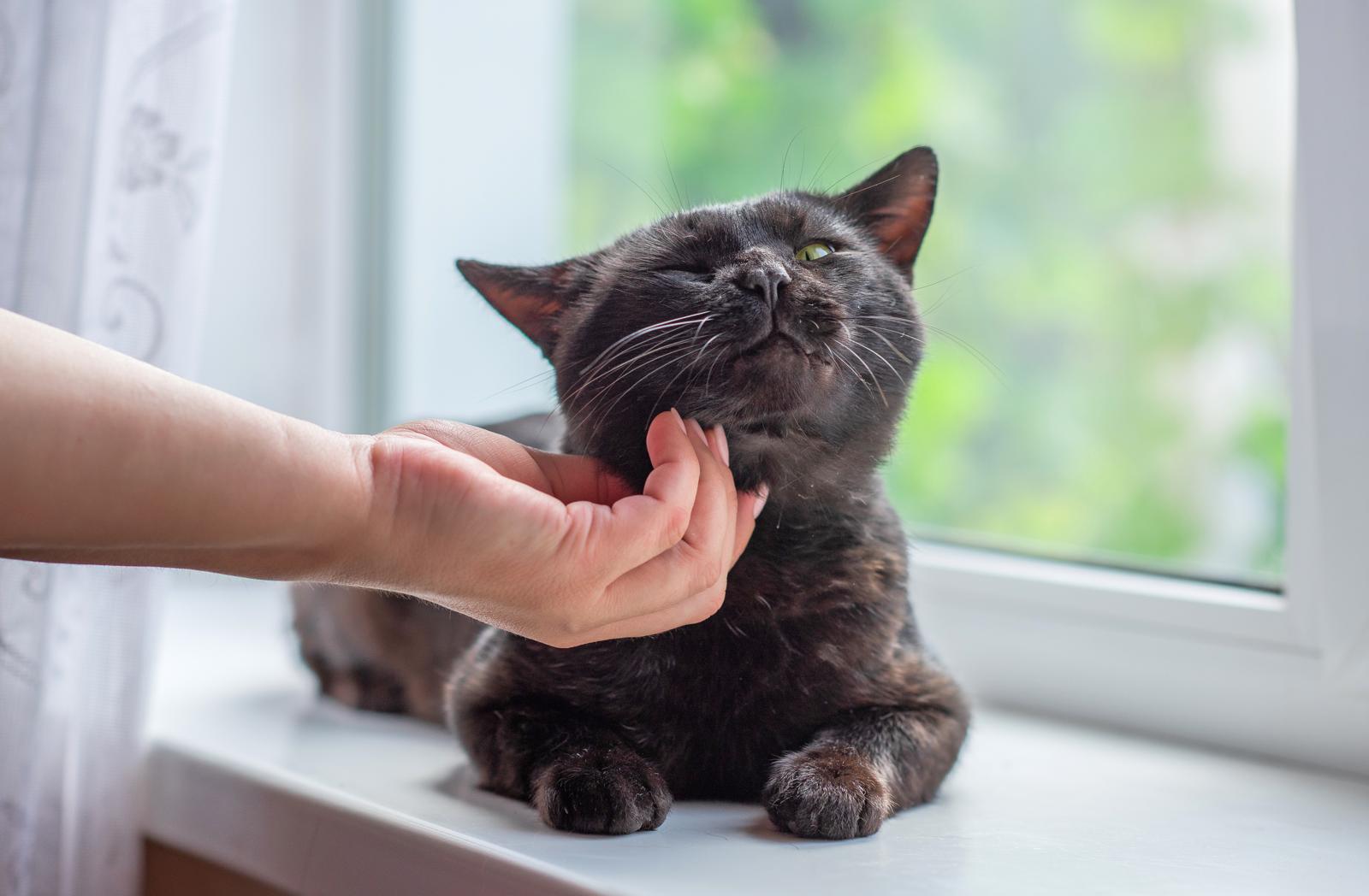 Come richiamare il gatto