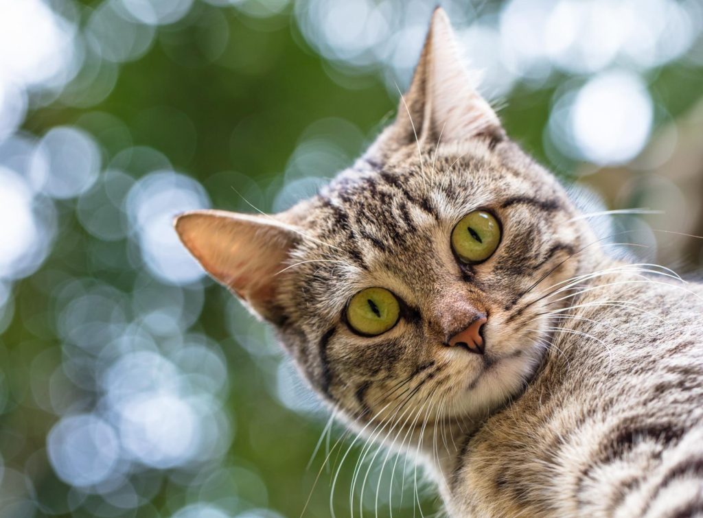 Come richiamare un gatto scappato