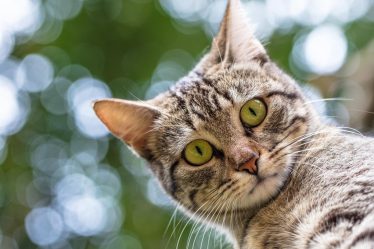 Come richiamare un gatto scappato