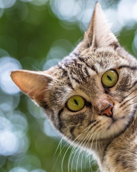 Come richiamare un gatto scappato